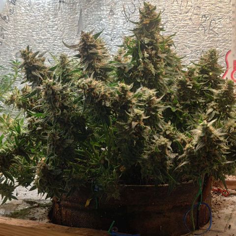 Auto Dutch Driver Feminised  growlog timeline photo