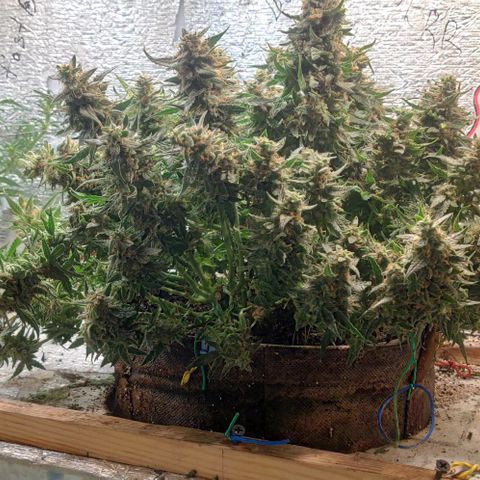 Auto Dutch Driver Feminised  growlog timeline photo