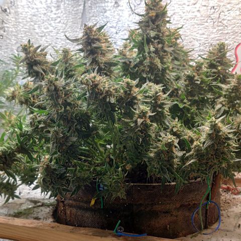 Auto Dutch Driver Feminised  growlog timeline photo