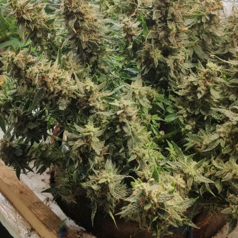 Auto Dutch Driver Feminised  growlog timeline photo