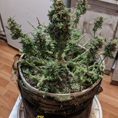 Auto Dutch Driver Feminised  growlog timeline photo