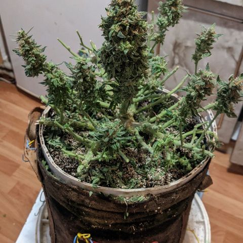Auto Dutch Driver Feminised  growlog timeline photo