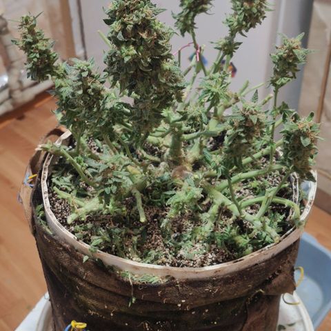 Auto Dutch Driver Feminised  growlog timeline photo