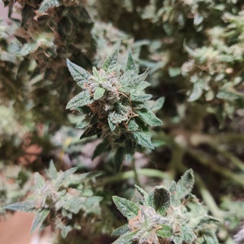 Auto Dutch Driver Feminised  growlog timeline photo