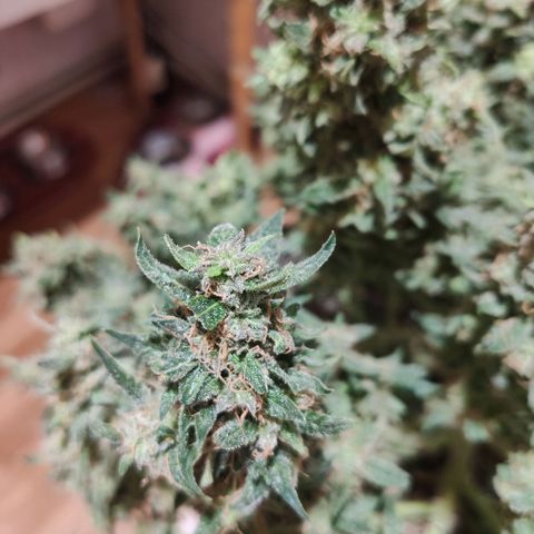 Auto Dutch Driver Feminised  growlog timeline photo