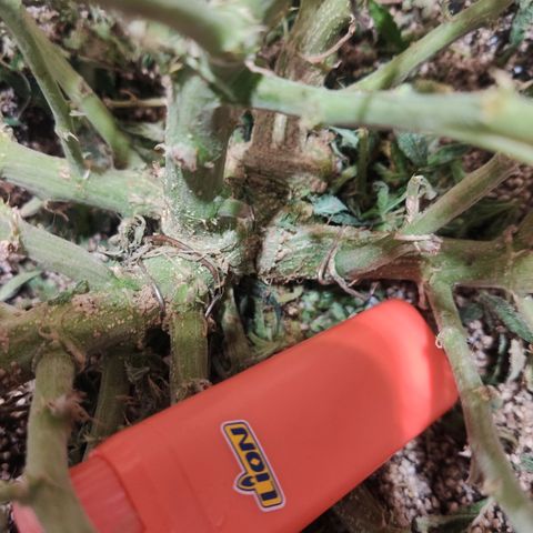 Auto Dutch Driver Feminised  growlog timeline photo