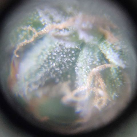 Auto Dutch Driver Feminised  growlog timeline photo