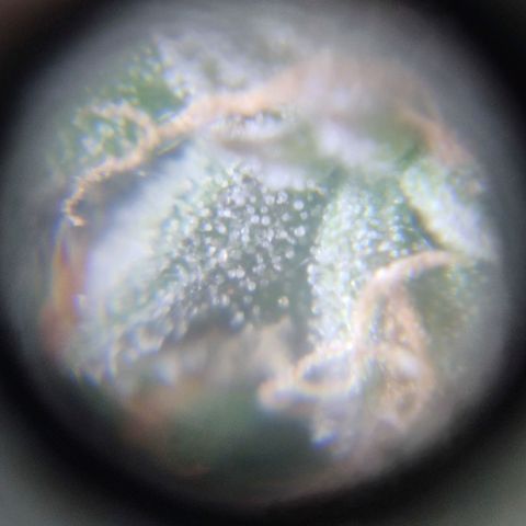 Auto Dutch Driver Feminised  growlog timeline photo