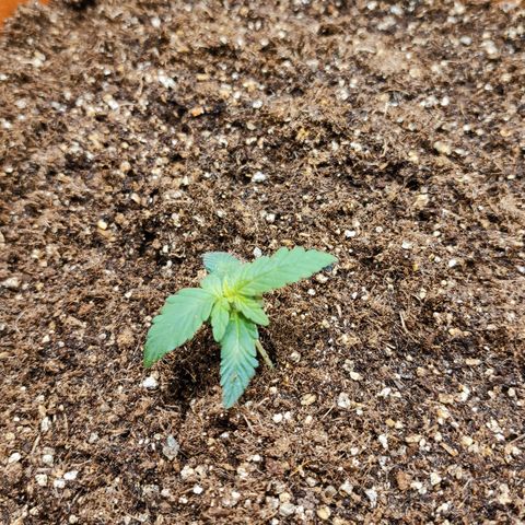 Orange Blossom XXL Auto #2 growlog timeline photo