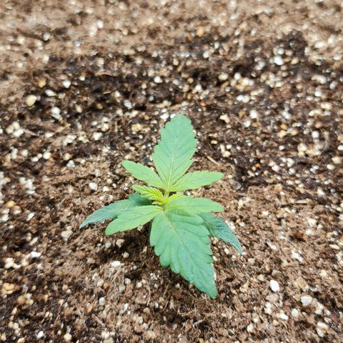 Orange Blossom XXL Auto growlog timeline photo