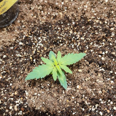 Orange Blossom XXL Auto #2 growlog timeline photo