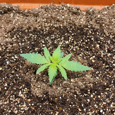 Orange Blossom XXL Auto growlog timeline photo