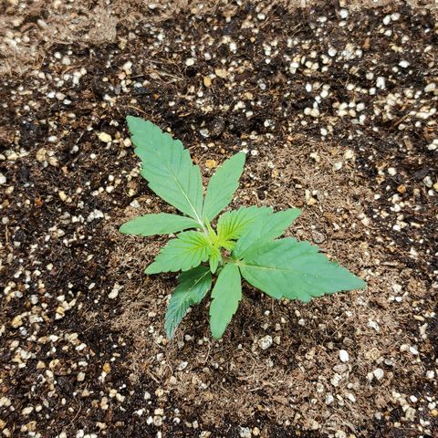 Orange Blossom XXL Auto #2 growlog timeline photo