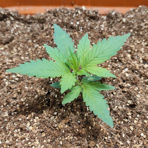Orange Blossom XXL Auto growlog timeline photo