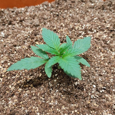 Orange Blossom XXL Auto #2 growlog timeline photo