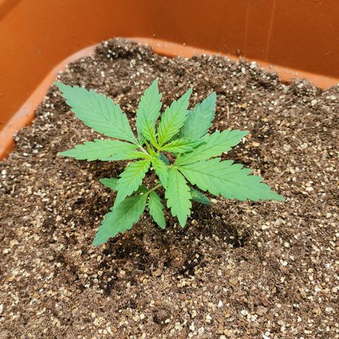 Orange Blossom XXL Auto growlog timeline photo