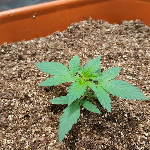 Orange Blossom XXL Auto #2 growlog timeline photo