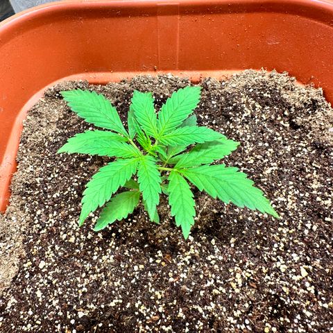 Orange Blossom XXL Auto growlog timeline photo