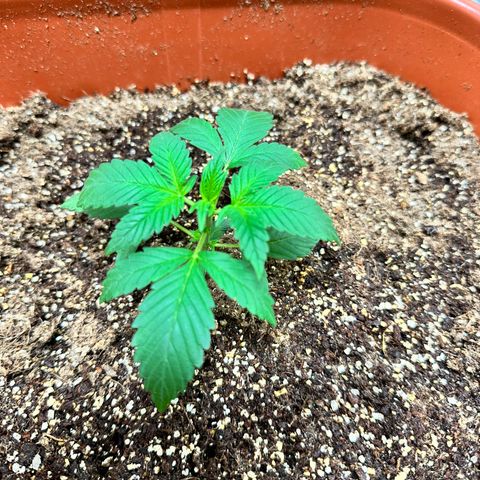 Orange Blossom XXL Auto #2 growlog photo: Folhas pra baixo depois do fert