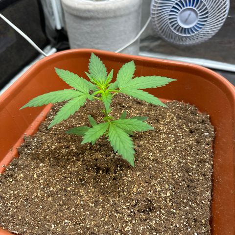 Orange Blossom XXL Auto growlog timeline photo