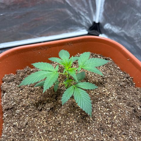 Orange Blossom XXL Auto #2 growlog timeline photo