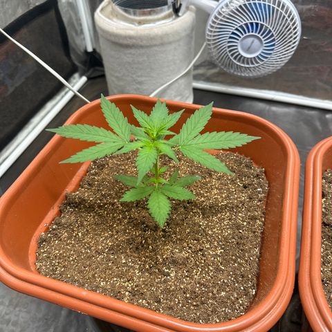 Orange Blossom XXL Auto growlog timeline photo