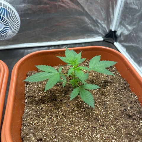 Orange Blossom XXL Auto #2 growlog timeline photo