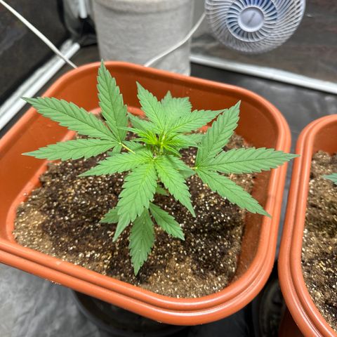 Orange Blossom XXL Auto growlog timeline photo