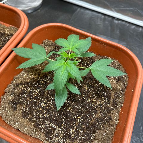 Orange Blossom XXL Auto #2 growlog timeline photo