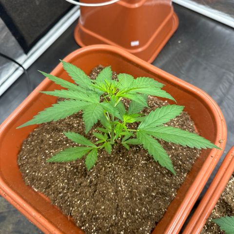 Orange Blossom XXL Auto growlog timeline photo