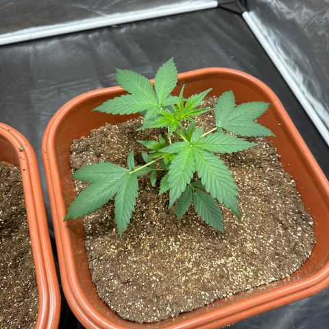 Orange Blossom XXL Auto #2 growlog timeline photo