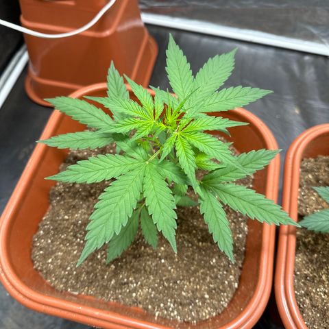 Orange Blossom XXL Auto growlog timeline photo