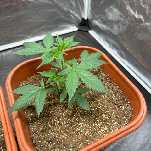 Orange Blossom XXL Auto #2 growlog timeline photo