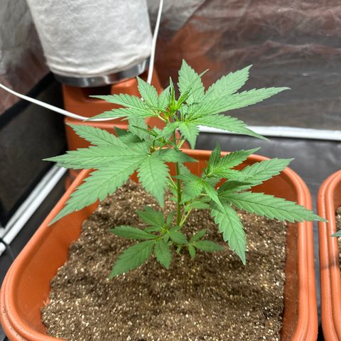 Orange Blossom XXL Auto growlog timeline photo