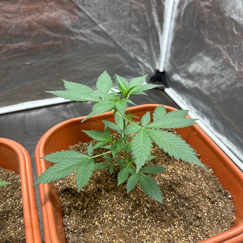 Orange Blossom XXL Auto #2 growlog timeline photo