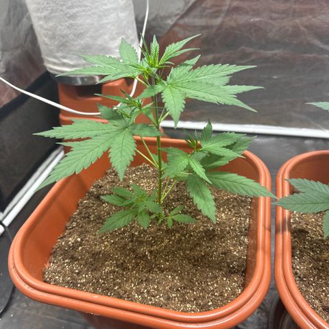 Orange Blossom XXL Auto growlog timeline photo