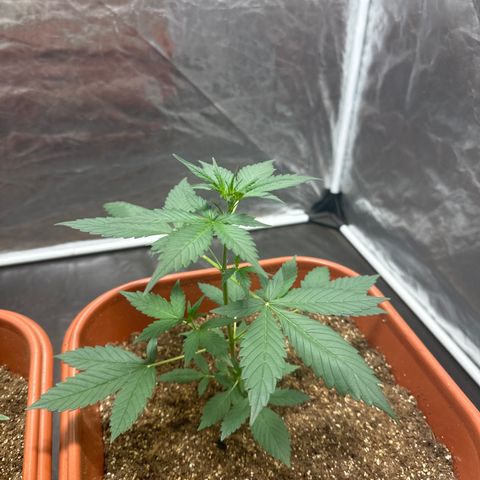 Orange Blossom XXL Auto #2 growlog timeline photo