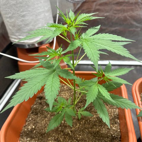 Orange Blossom XXL Auto growlog timeline photo