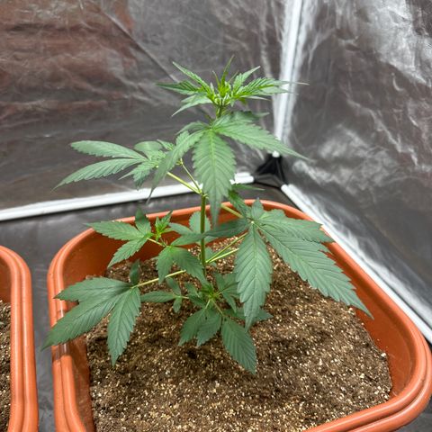 Orange Blossom XXL Auto #2 growlog timeline photo