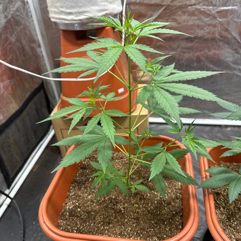 Orange Blossom XXL Auto growlog timeline photo