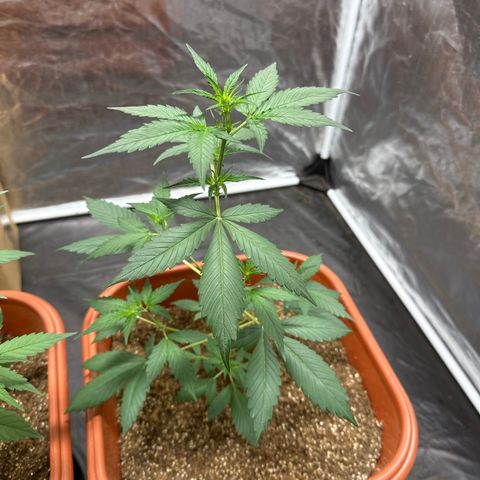 Orange Blossom XXL Auto #2 growlog timeline photo