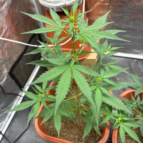 Orange Blossom XXL Auto growlog timeline photo