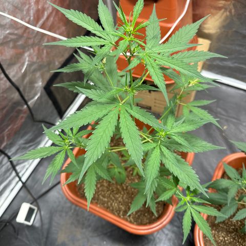 Orange Blossom XXL Auto growlog timeline photo