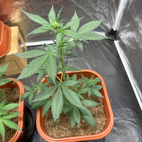 Orange Blossom XXL Auto #2 growlog timeline photo