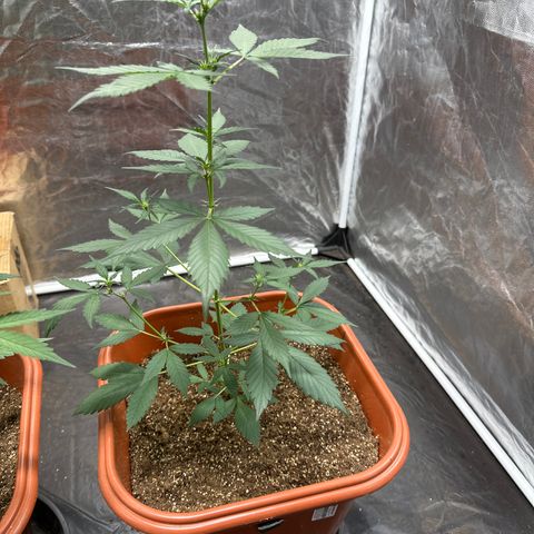 Orange Blossom XXL Auto #2 growlog timeline photo