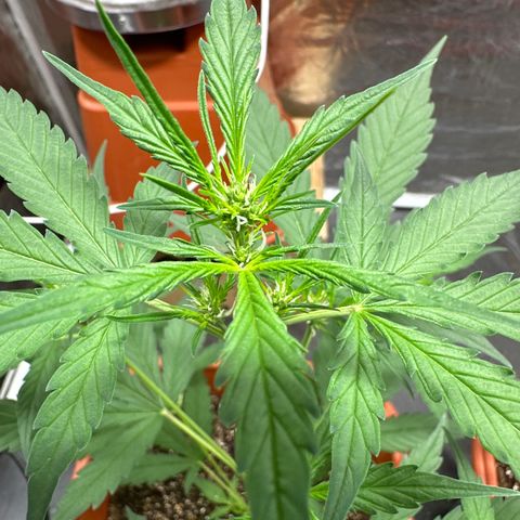 Orange Blossom XXL Auto growlog timeline photo
