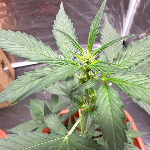 Orange Blossom XXL Auto #2 growlog timeline photo