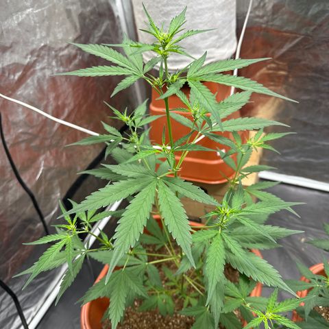 Orange Blossom XXL Auto growlog timeline photo