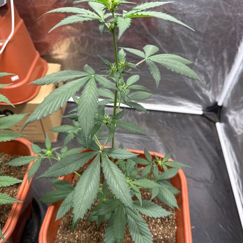Orange Blossom XXL Auto #2 growlog timeline photo