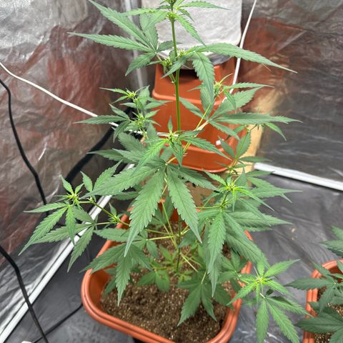Orange Blossom XXL Auto growlog timeline photo